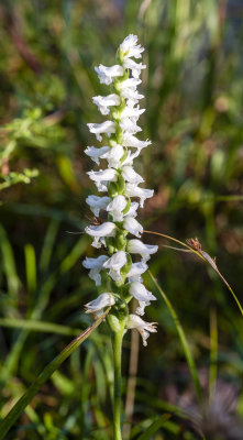 Spiranthes sp.