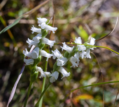 Spiranthes sp.
