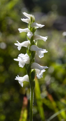Spiranthes sp.