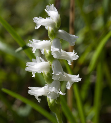 Spiranthes sp.