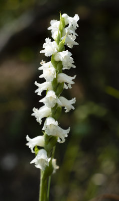 Spiranthes arcisepala