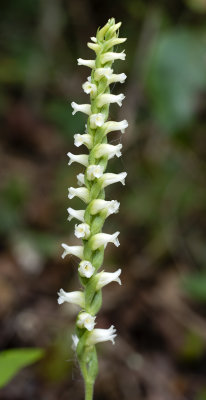 Spiranthes ochroleuca