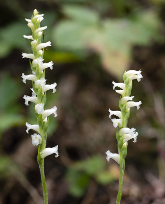 Spiranthes ochroleuca