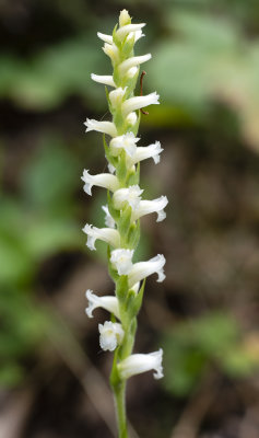 Spiranthes ochroleuca