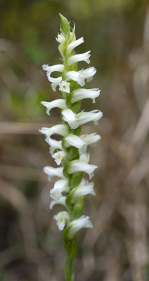 Spiranthes ochroleuca