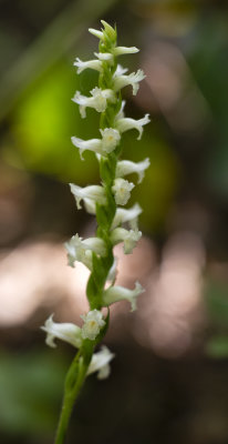 Spiranthes ochroleuca