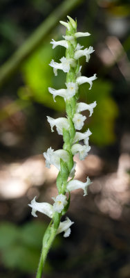 Spiranthes ochroleuca