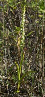 Spiranthes ochroleuca