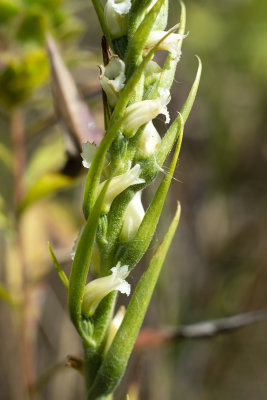 Spiranthes ochroleuca