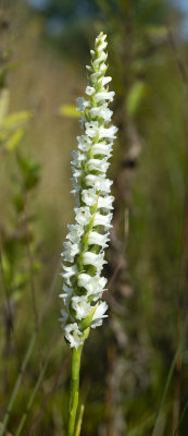 Spiranthes arcisepala