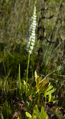 Spiranthes arcisepala