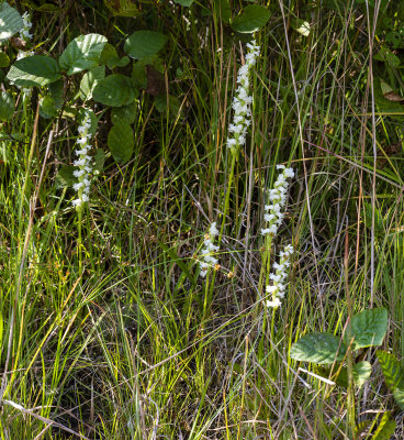Spiranthes arcisepala