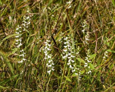 Spiranthes sheviakii