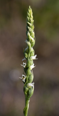 Spiranthes ovalis