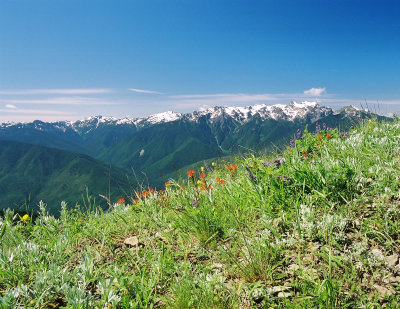 Hurricane Ridge - 2005