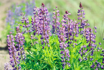 Lupines - Mt. Rainier 2005