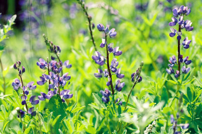 Lupines - Mt. Rainier 2005