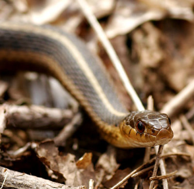 Garter Snake