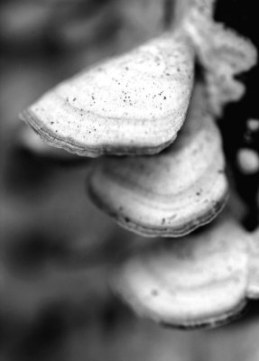 Mushrooms
