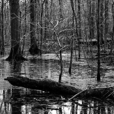 Vernal Pool