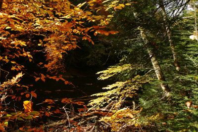 Fall Color
