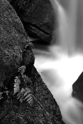 Waterfall and Fern