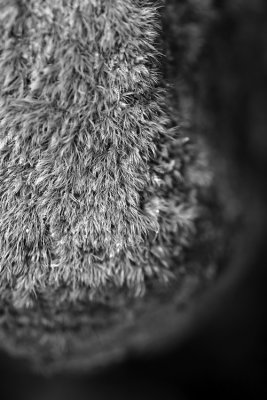 Moss