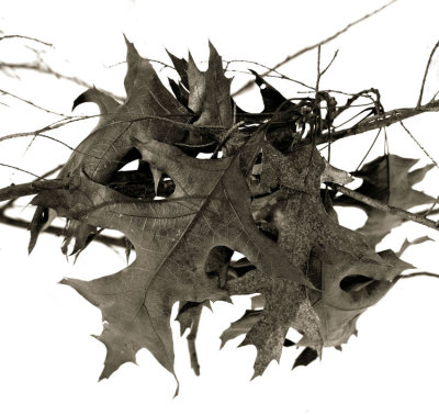 Winter Leaves