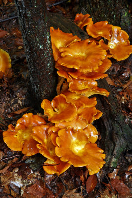 Hen-of-the-Woods (Grifola frondosa)