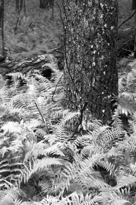 Ferncliff Peninsula