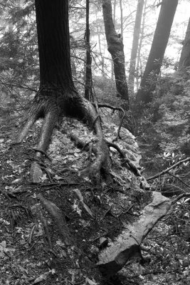 Ferncliff Peninsula
