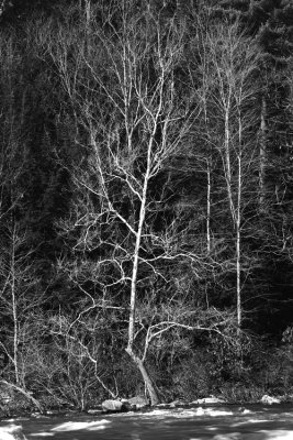 Ferncliff Peninsula