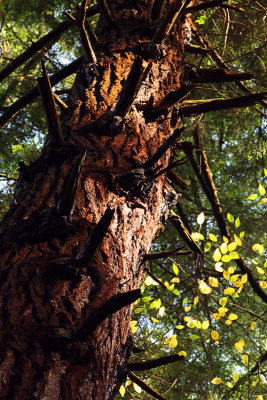 Hemlock