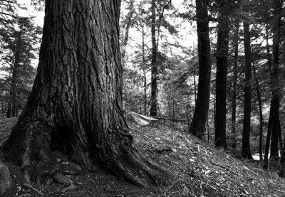 Hemlock Trail Natural Area