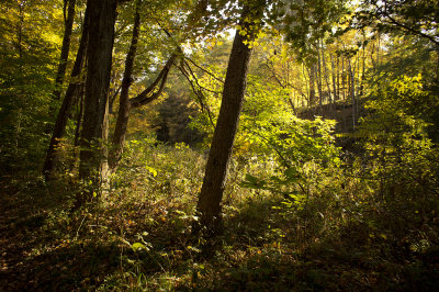 Fall Color