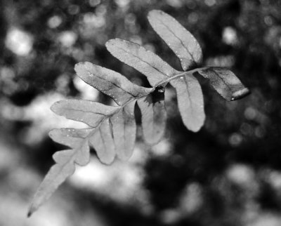 DSC_1386.jpg