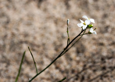 Arabidopsis lyrata