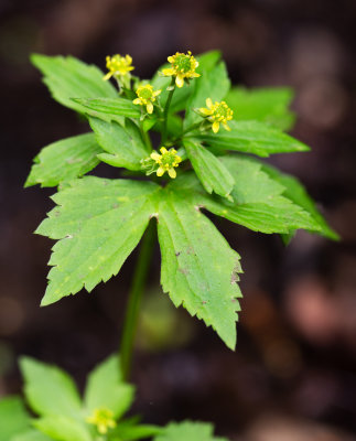 Ranunculus recurvatus