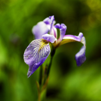 Iris veriscolor