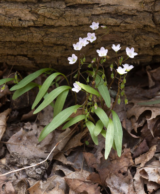 Hybrid Claytonia?
