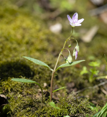 Claytonia caroliniana