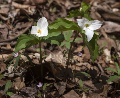 Trillium grandiflorum