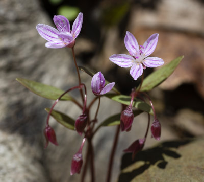 Claytonia caroliniana