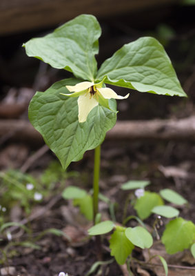 Purple Trillium (Trillium erectum)
