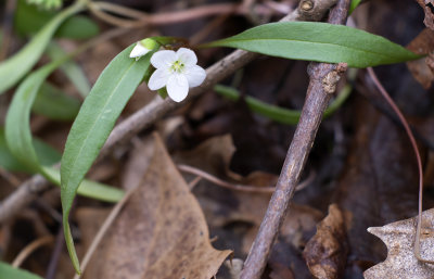 Hybrid Claytonia?