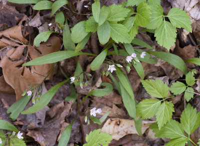 Hybrid Claytonia?