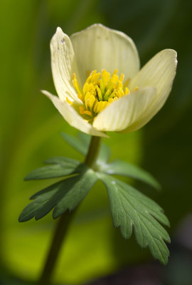 Spreading Globeflower (Trollius laxus)