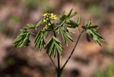 Blue Cohosh (Caulophyllum thalictroides)