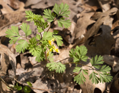 Yellow Corydalis (Corydalis lutea)