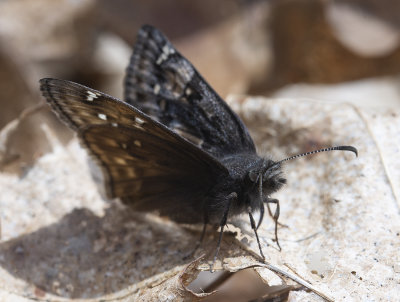 Juvenal's Duskywing (Erynnis juvenalis)
